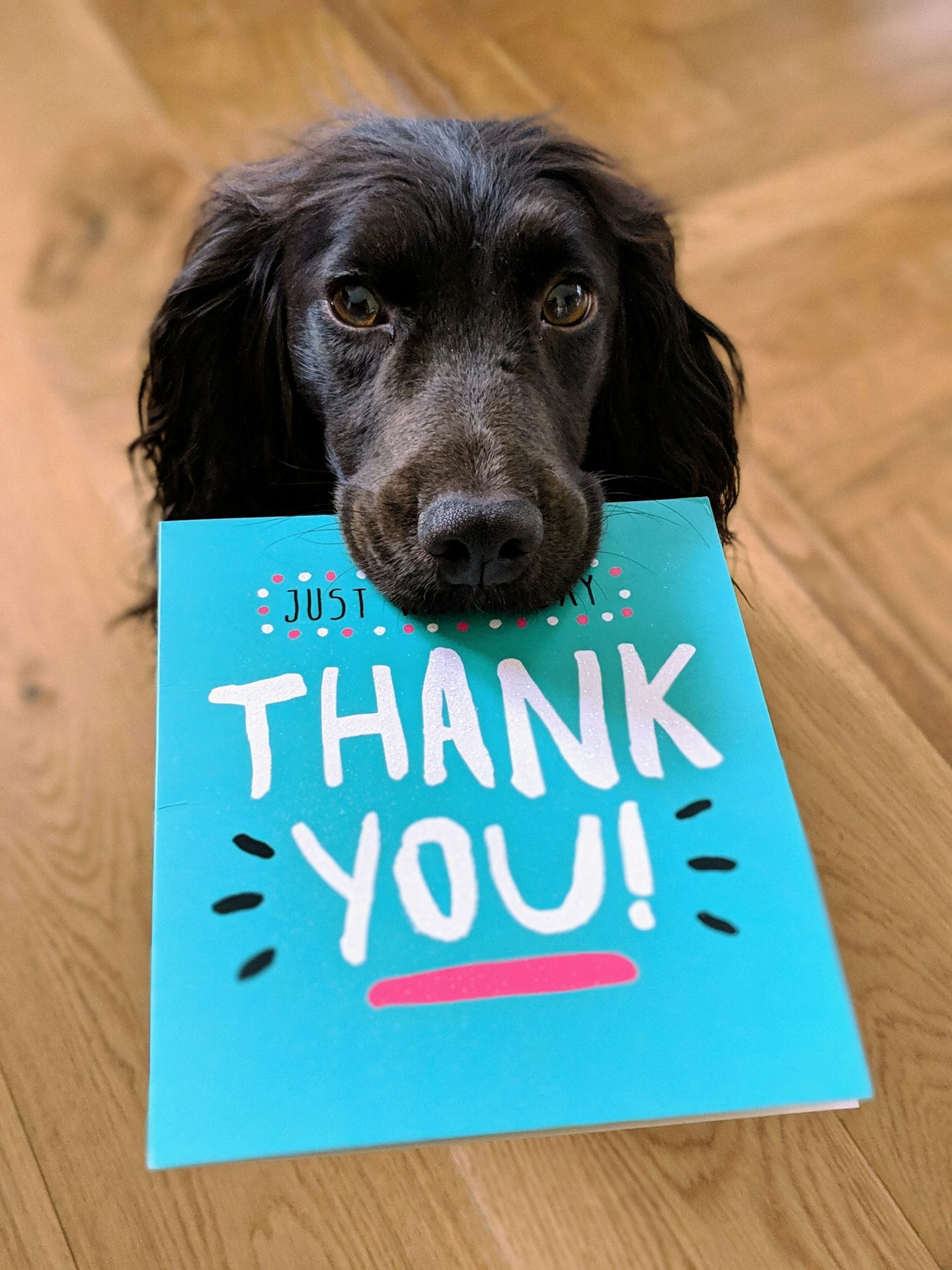 chien qui tient une carte de voeux
