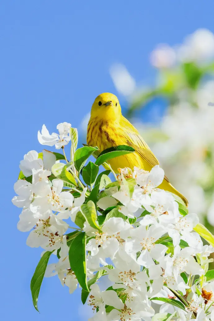canari jaune sur une fleur
